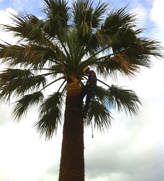 SERPE - Taille de palmiers.png